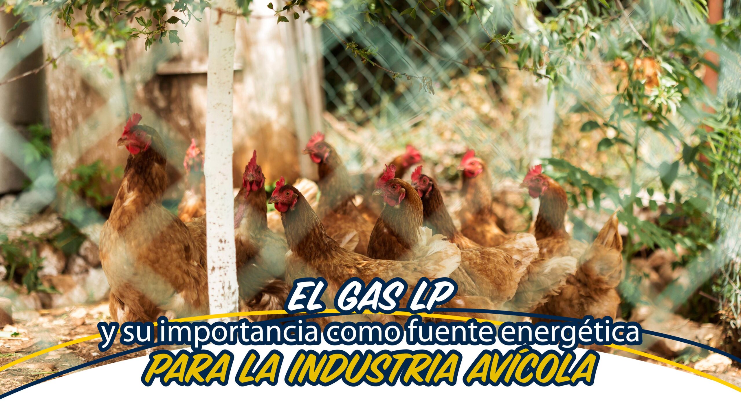 Gas-LP-el-secreto-detras-de-las-granjas-avicolas