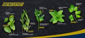 Hierbas-aromaticas-que-no-pueden-faltar-en-tu-cocina